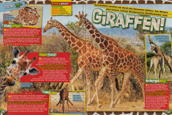 LZ02-16 - Giraffen