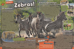 Maus05-18 - Zebras